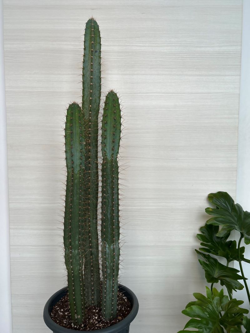 Cactus géant