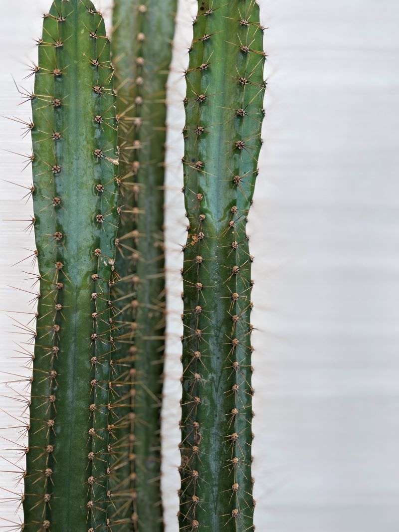 Cactus géant