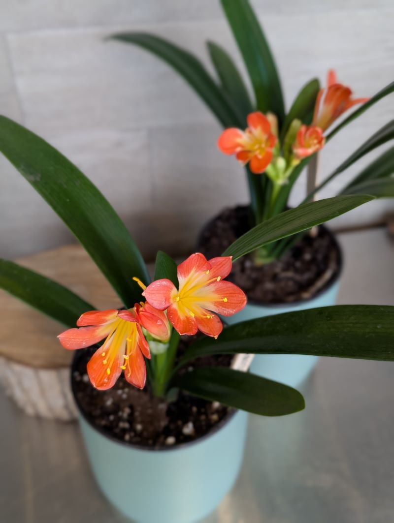 Clivia