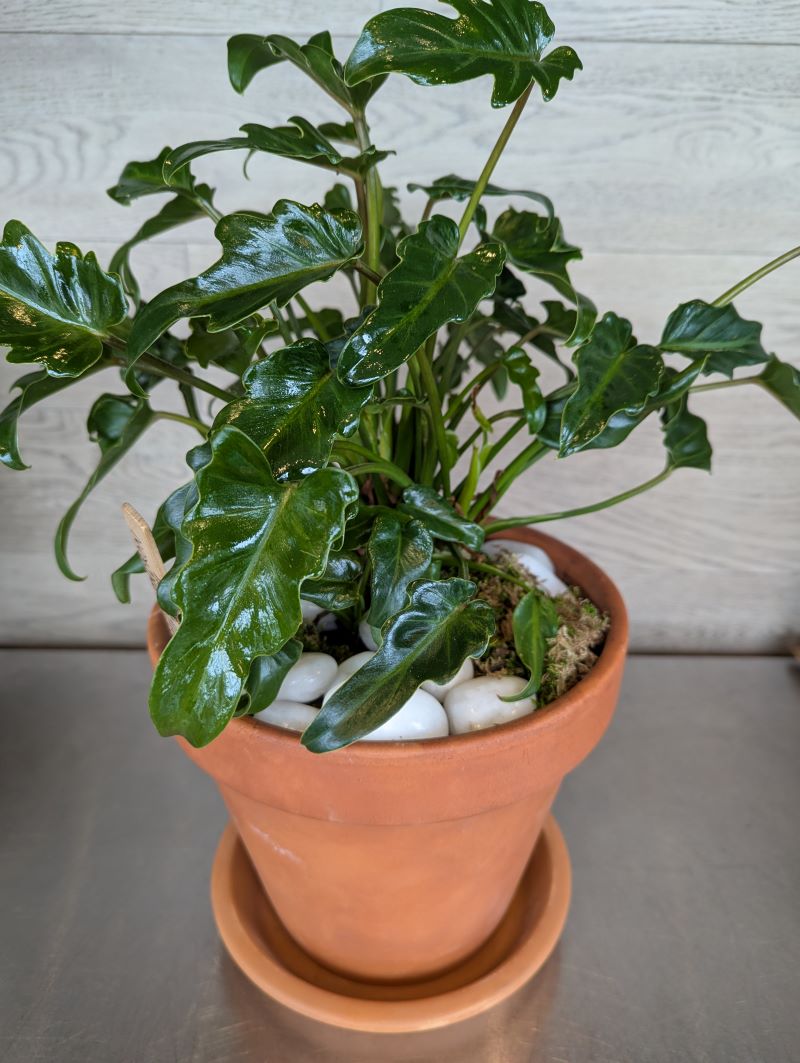 Philodendron Zanadu