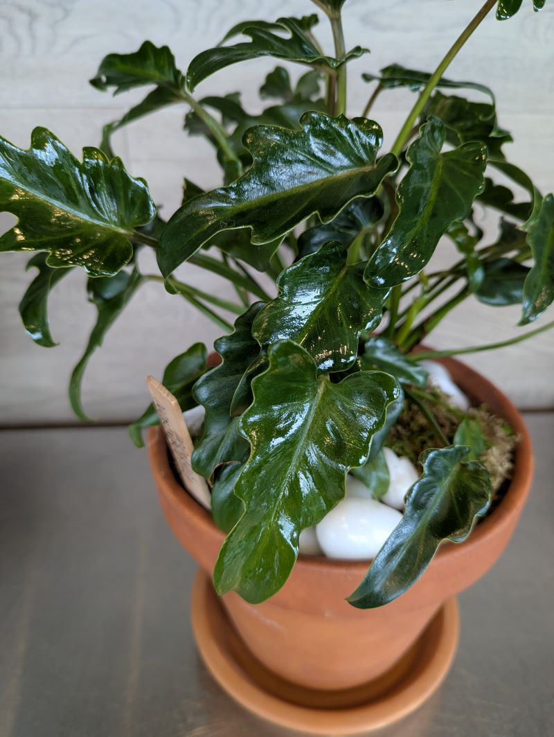 Philodendron Zanadu